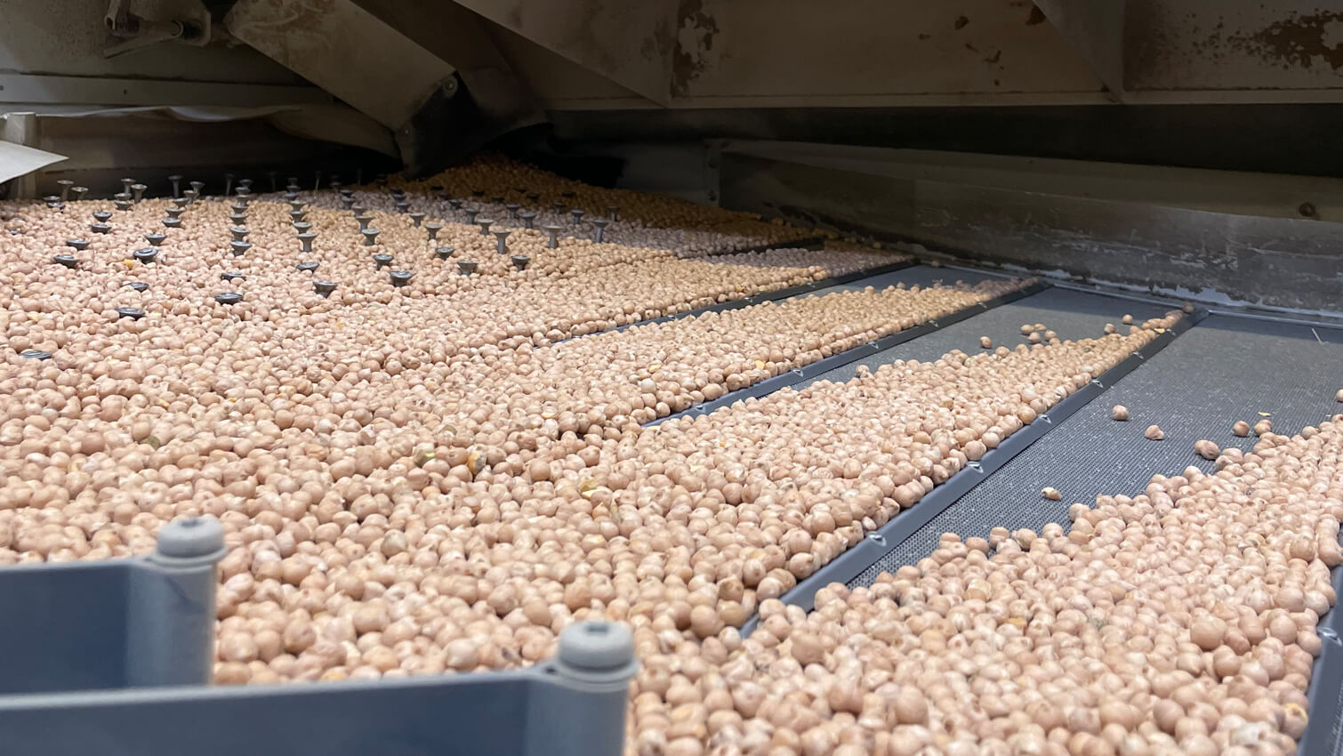 SÃ©chage des pois chiches  coopÃ©rative Qualisol en Gascogne - Pois chiches bio